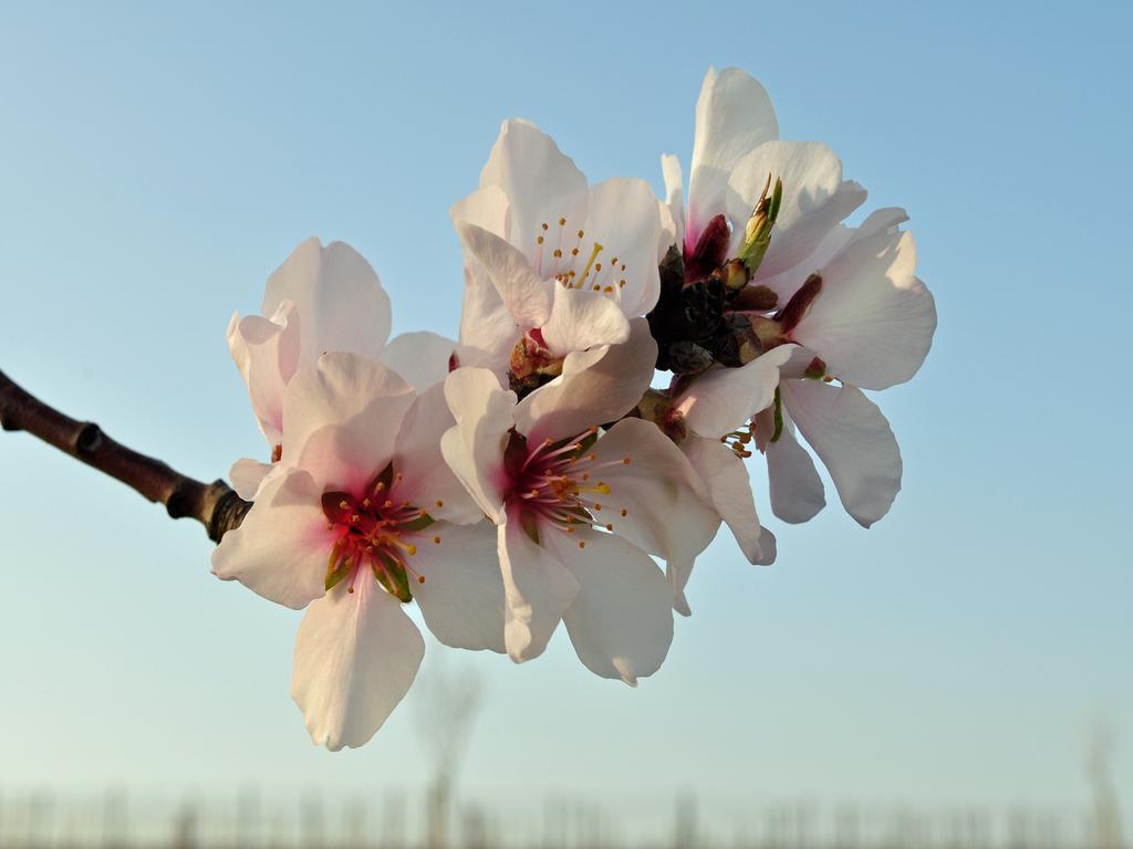 Hofgarten Rosa Ilbesheim bei Landau in der Pfalz 외부 사진